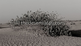 Desert Safari Dubai, Dubai