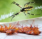 Real Pest Control, melbourne