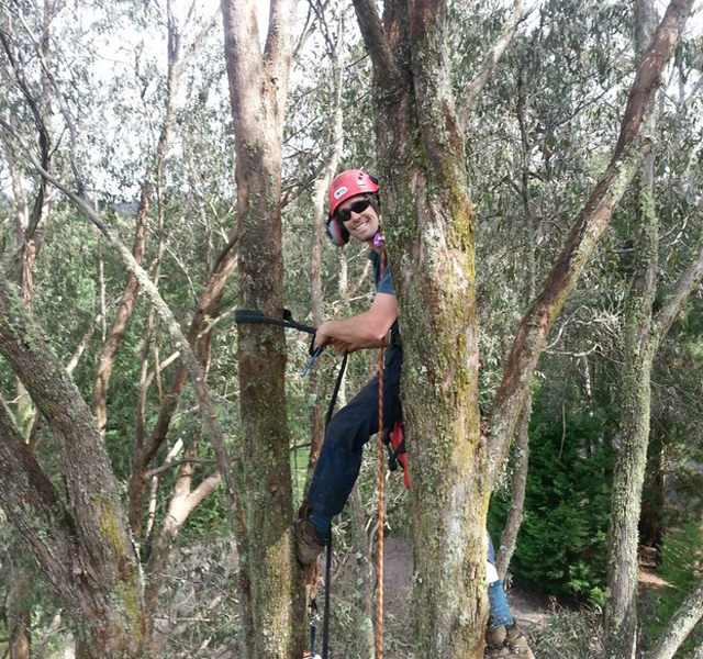 Stump Removal New Album of A & P Tree Services PO Box 642 - Photo 1 of 2
