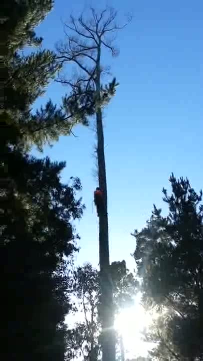 A & P Tree Services.mp4