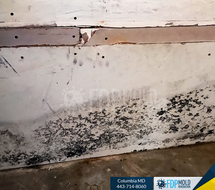Personal Mold Remediation Water Damage Clean up and restoration service, Friendly Customer Care100% Guaranteed Workmanship Licensed, Bonded, and Insured Profile Photos of FDP Mold Remediation 443-714-8060 - Photo 6 of 11 Personal Mold Remediation Water Damage Clean up and restoration service, Friendly Customer Care100% Guaranteed Workmanship Licensed, Bonded, and Insured Profile Photos of FDP Mold Remediation 443-714-8060 - Photo 6 of 11