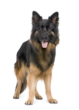 german shepherd (3 years) in front of a white background, TED's Dogs - Hoboken, Hoboken