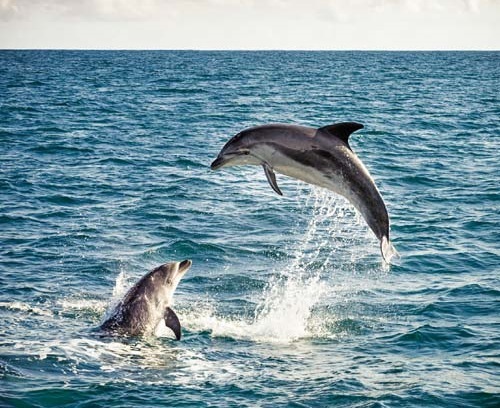  Profile Photos of Ocean Tours Oman 1st Floor, Marina Bandar Al Rowdha, Sidab Street - Photo 3 of 8