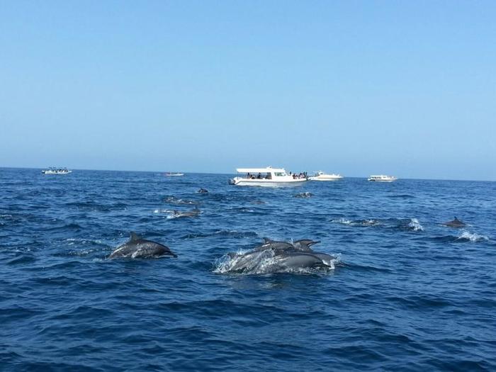  Profile Photos of Ocean Tours Oman 1st Floor, Marina Bandar Al Rowdha, Sidab Street - Photo 8 of 8