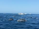 Ocean Tours Oman, Muscat