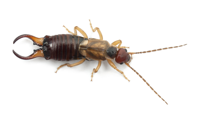 Common earwig or European earwig, Forficula auricularia against white background New Album of All Solutions Pest Control 1233 Grand Canyon Dr. - Photo 2 of 2 Common earwig or European earwig, Forficula auricularia against white background New Album of All Solutions Pest Control 1233 Grand Canyon Dr. - Photo 2 of 2