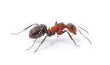 big forest ant isolated on white background
** Note: Slight blurriness, best at smaller sizes, All Solutions Pest Control, Wentzville