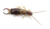 Common earwig or European earwig, Forficula auricularia against white background, All Solutions Pest Control, Wentzville