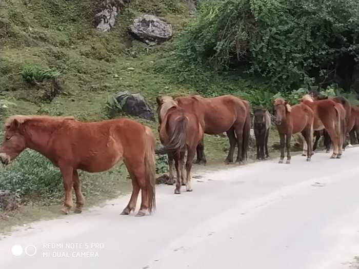  Bike Rental in Siliguri of Prince Riders - Bike Rental in Siliguri - Bhutan - Gangtok -Darjeeling Suman Garage N.T.S More, Deshbandhu Para, - Photo 17 of 30