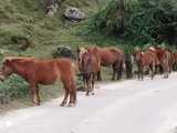  Prince Riders - Bike Rental in Siliguri - Bhutan - Gangtok -Darjeeling Suman Garage N.T.S More, Deshbandhu Para, 