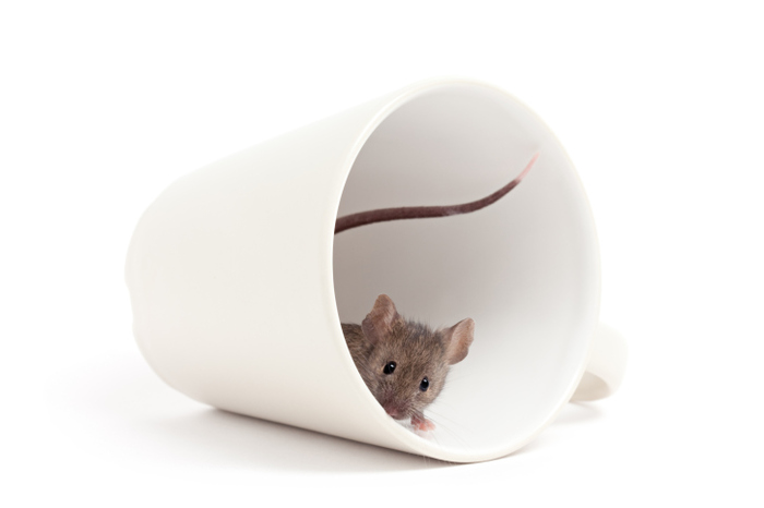  Profile Photos of Jay's Advantage Pest Control Opelousas, LA, 70570 - Photo 1 of 1