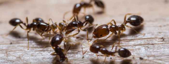  Profile Photos of Ace Pest Control Melbourne 209/55 Queens Road - Photo 2 of 8
