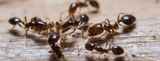  Ace Pest Control Melbourne 209/55 Queens Road 