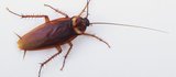 12418497.tif Ace Pest Control Melbourne 209/55 Queens Road 