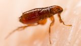  Ace Pest Control Melbourne 209/55 Queens Road 