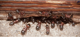 Ace Pest Control Melbourne, Melbourne