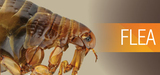 Ace Pest Control Melbourne, Melbourne