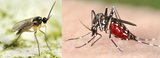 Ace Pest Control Melbourne, Melbourne