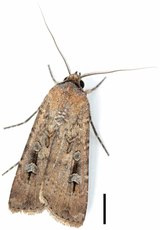 Ace Pest Control Melbourne, Melbourne