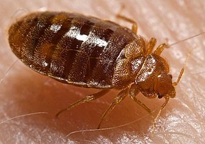  Profile Photos of My Home Pest Control Melbourne 1407/555 Flinders Street - Photo 5 of 10