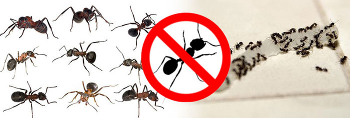  Profile Photos of My Home Pest Control Melbourne 1407/555 Flinders Street - Photo 7 of 10