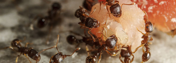  Profile Photos of My Home Pest Control Melbourne 1407/555 Flinders Street - Photo 8 of 10