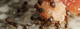 My Home Pest Control Melbourne, Melbourne