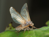 My Home Pest Control Melbourne, Melbourne