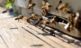 My Home Pest Control Melbourne, Melbourne