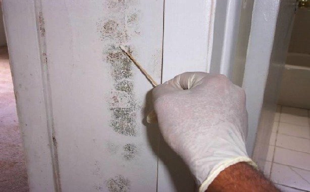  Profile Photos of Mold Inspection & Testing Albuquerque NM 5817 Broken Arrow Lane NW - Photo 4 of 5