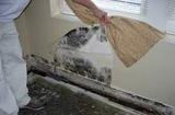 Mold Inspection & Testing Albuquerque NM, Albuquerque