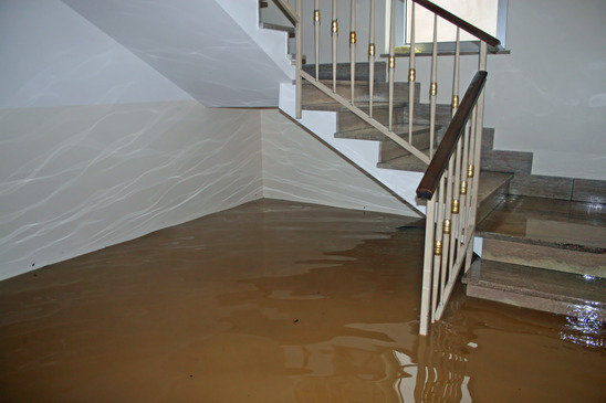  New Album of Master Cleaners Carpet Flood Damage Restoration Melbourne Queenst - Photo 3 of 5