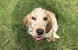 Dog Stories, Putney