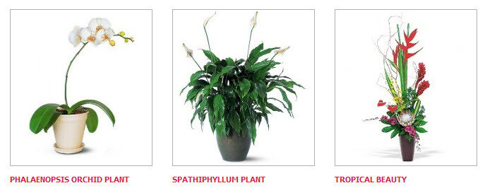  Profile Photos of NY Florist 141 E 44th Street - Photo 5 of 9