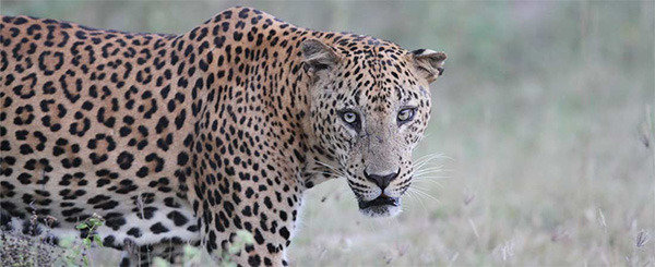  Profile Photos of Leopard Trails #5/1Elibank Road - Photo 1 of 1