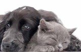 PURR AND BARK DOG WALKING AND PET VISITING SERVICES, BURY