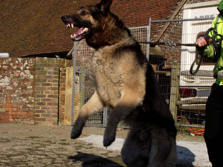 Guard dog Profile Photos of AlphaGuardK9 8 Amhurst Road, Telscombe Cliffs - Photo 1 of 5