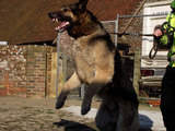 Guard dog, AlphaGuardK9, Peacehaven