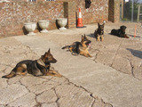 Security dog handler training, AlphaGuardK9, Peacehaven