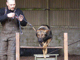 Security dog training, AlphaGuardK9, Peacehaven
